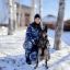 Вор должен сидеть в тюрьме, решила собака