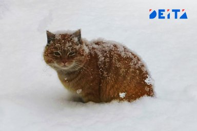 Весна не красна: снег пошел в Приморье