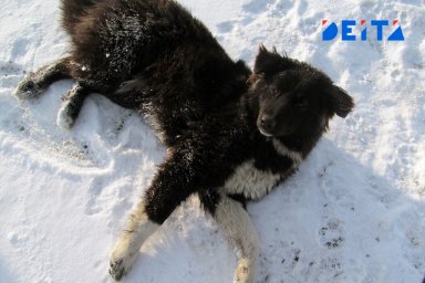 Правильно убирать фекалии за питомцами хотят научить россиян