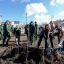 В этом году в Петербурге в рамках акции &laquo;Сад памяти&raquo; было посажено более 2 тысяч деревьев и кустарни