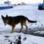 Бездомных собак будут держать под замком всю жизнь