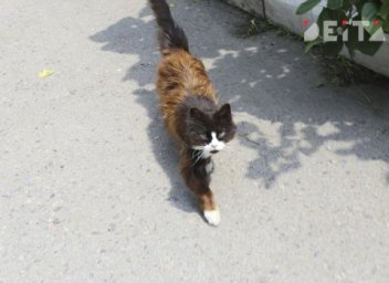 Высаживать животных без хозяев могут запретить и в электричках Высаживать животных без хозяев могут запретить и в электричках