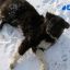 Правильно убирать фекалии за питомцами хотят научить россиян