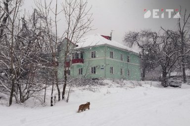 Спасатели освободили женщину с детьми из морозного плена в Приморье