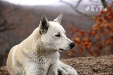 Отдых с собакой на базе отдыха обернулся для жительницы Приморья уголовным делом Отдых с собакой на базе отдыха обернулся для жительницы Приморья уголовным делом