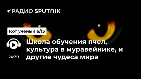 Школа обучения пчел, культура в муравейнике, и другие чудеса мира насекомых