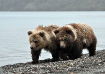 Массовое отравление медвежатиной расследуют на Дальнем Востоке