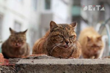 Госдума обяжет чипировать домашних животных