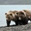 Массовое отравление медвежатиной расследуют на Дальнем Востоке