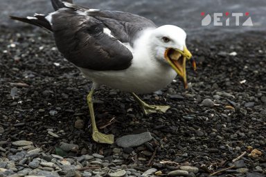 Россияне перешли на яйца чаек в отсутствие куриных Россияне перешли на яйца чаек в отсутствие куриных