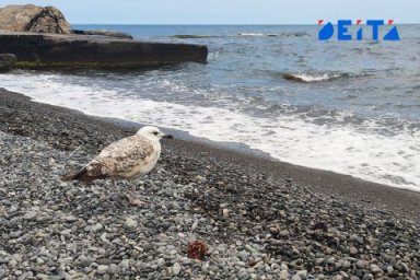 От Владивостока до Мурманска планируют запустить морской круиз От Владивостока до Мурманска планируют запустить морской круиз