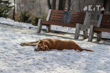 Бесплатно прививать собак от бешенства намерены депутаты Госдумы Бесплатно прививать собак от бешенства намерены депутаты Госдумы